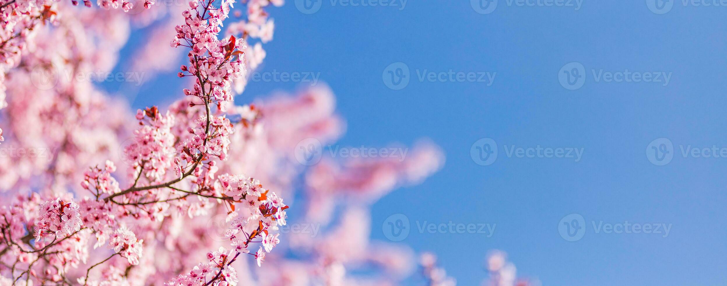 mooi kers bloesem sakura in voorjaar tijd over- blauw lucht. verbazingwekkend levendig kleuren, lente natuur banier met kopiëren ruimte. roze kers bloemen teder licht blauw lucht achtergrond foto