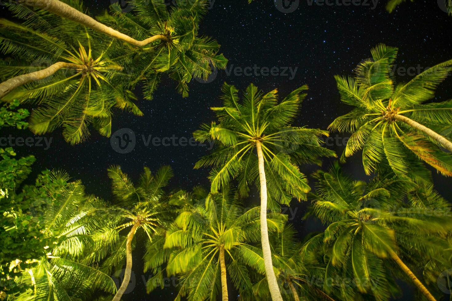 nacht foto van mooi palm bomen en melkachtig manier in achtergrond, tropisch warm nacht. abstract natuur patroon. rustig vredig inspirerend buitenshuis natuurlijk decoratie. astronomie romantisch exoten