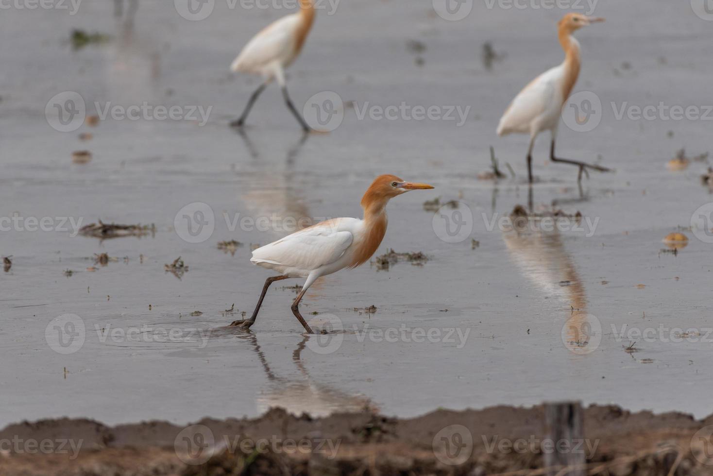 Koereigers blijven in de velden om te eten, te rusten en te vliegen foto