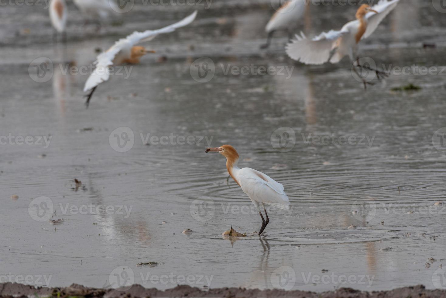 Koereigers blijven in de velden om te eten, te rusten en te vliegen foto