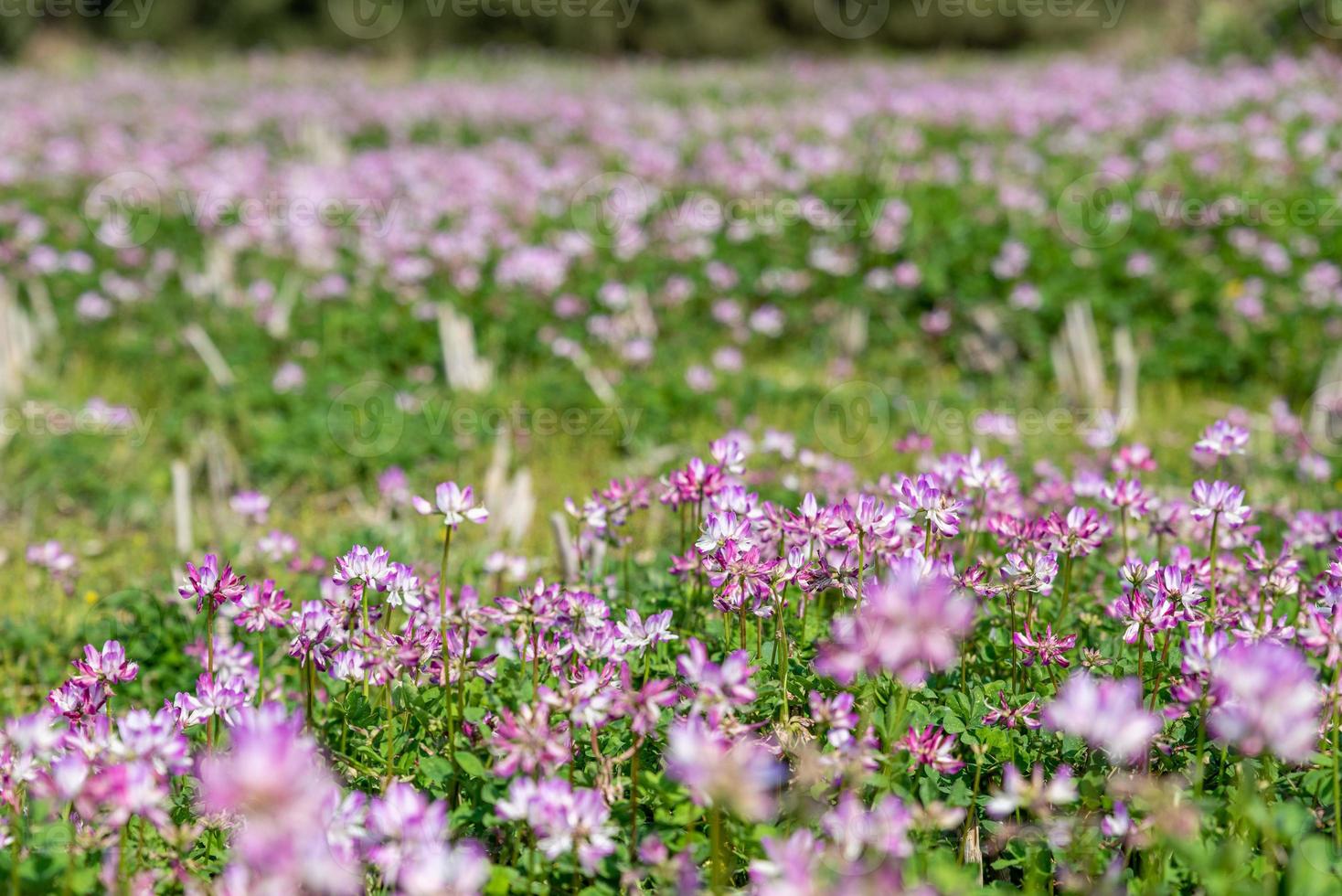 op het platteland is paarse melkwikke in het veld foto