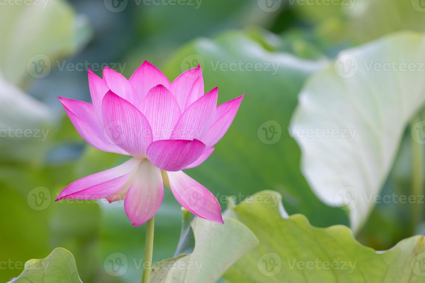 een roze lotusbloem op een groene lotusbladachtergrond foto