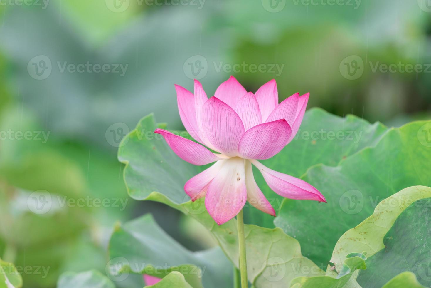 een roze lotusbloem op een groene lotusbladachtergrond foto