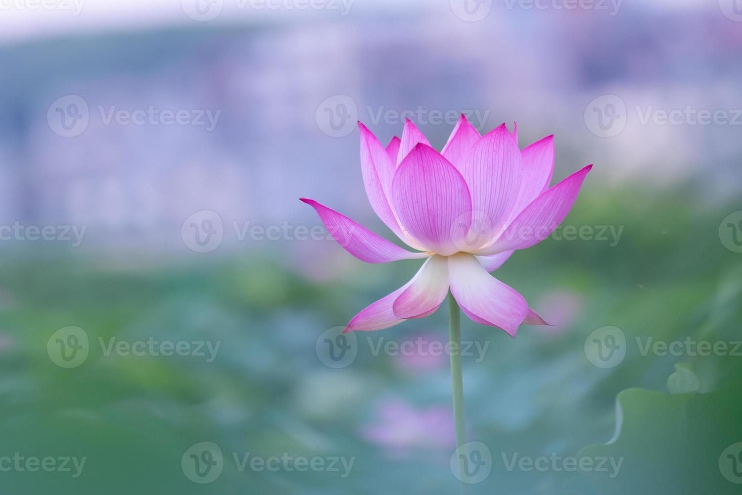 een roze lotusbloem op een groene lotusbladachtergrond foto