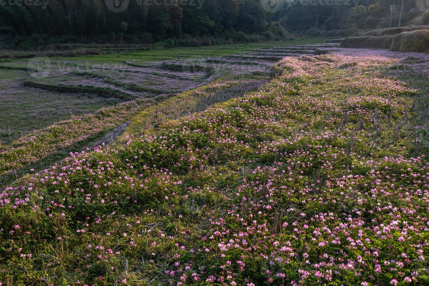 op het platteland is paarse melkwikke in het veld foto