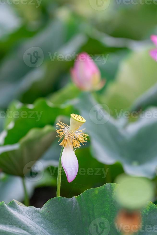 er zijn veel roze lotusbloemen in de lotusvijver foto