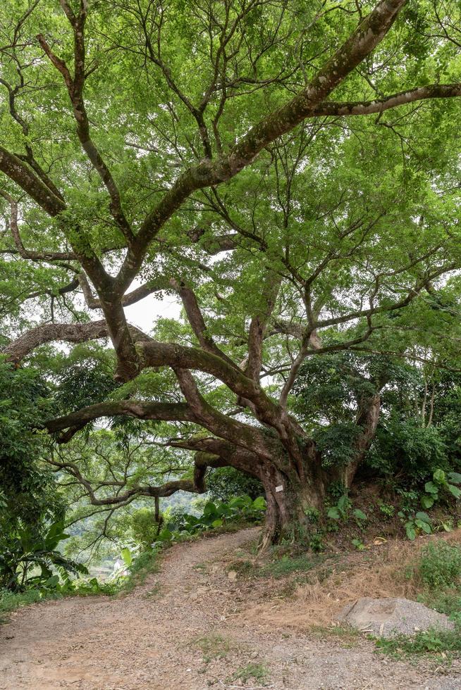 er is een onverharde weg onder de hoge oude bomen foto