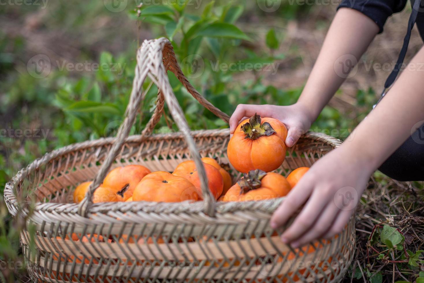 met de hand een persimmon uit de persimmonmand halen foto