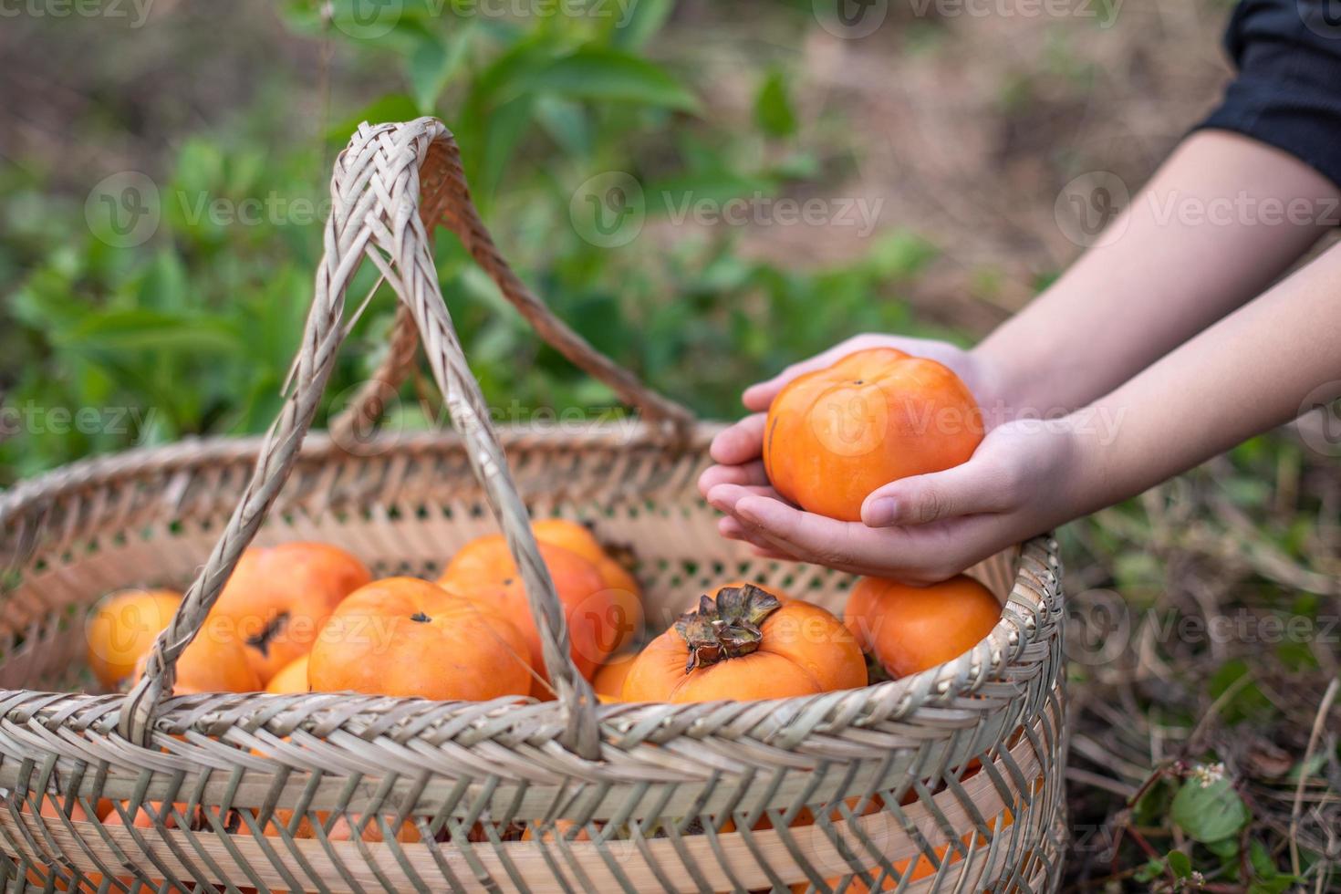 met de hand een persimmon uit de persimmonmand halen foto