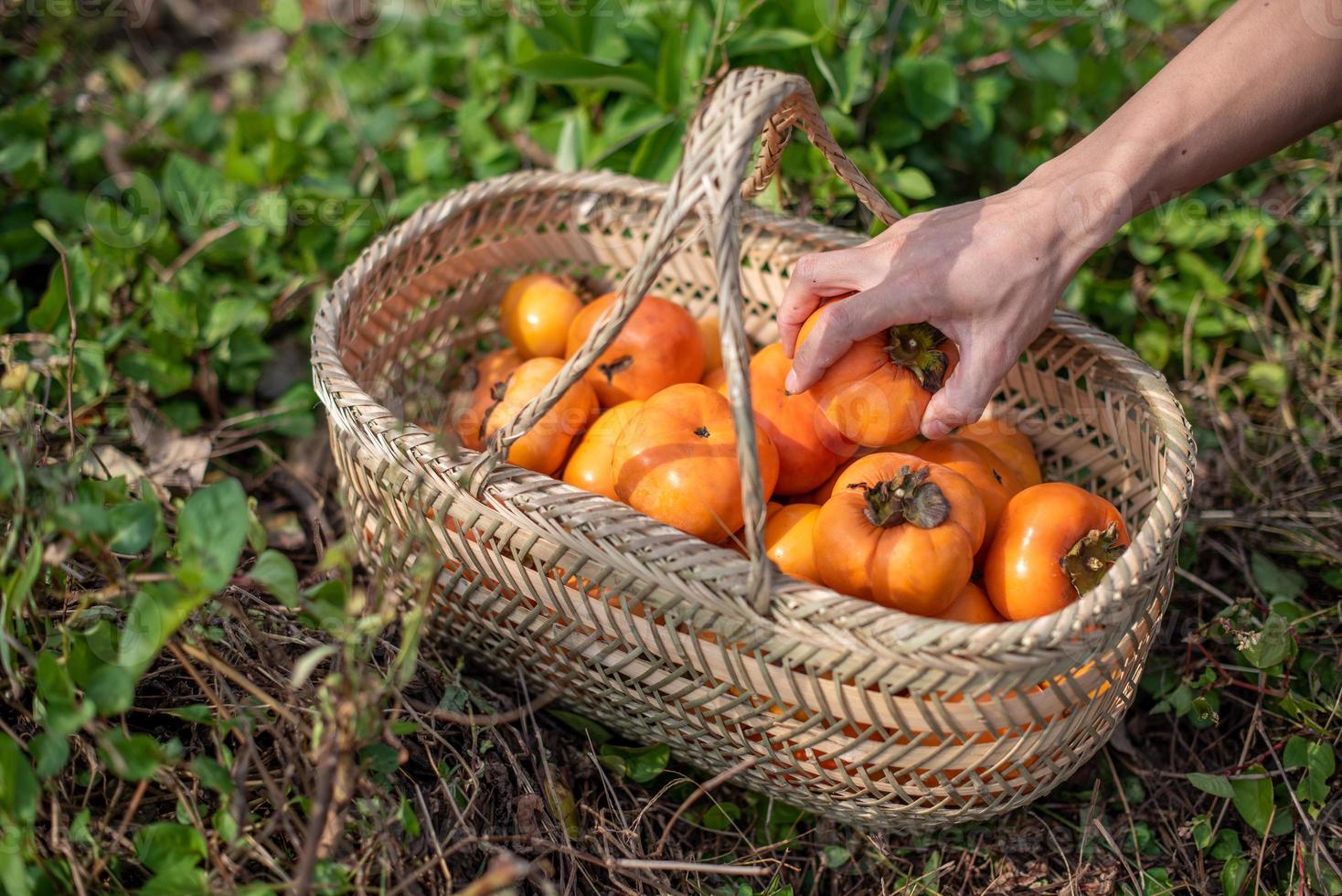 met de hand een persimmon uit de persimmonmand halen foto