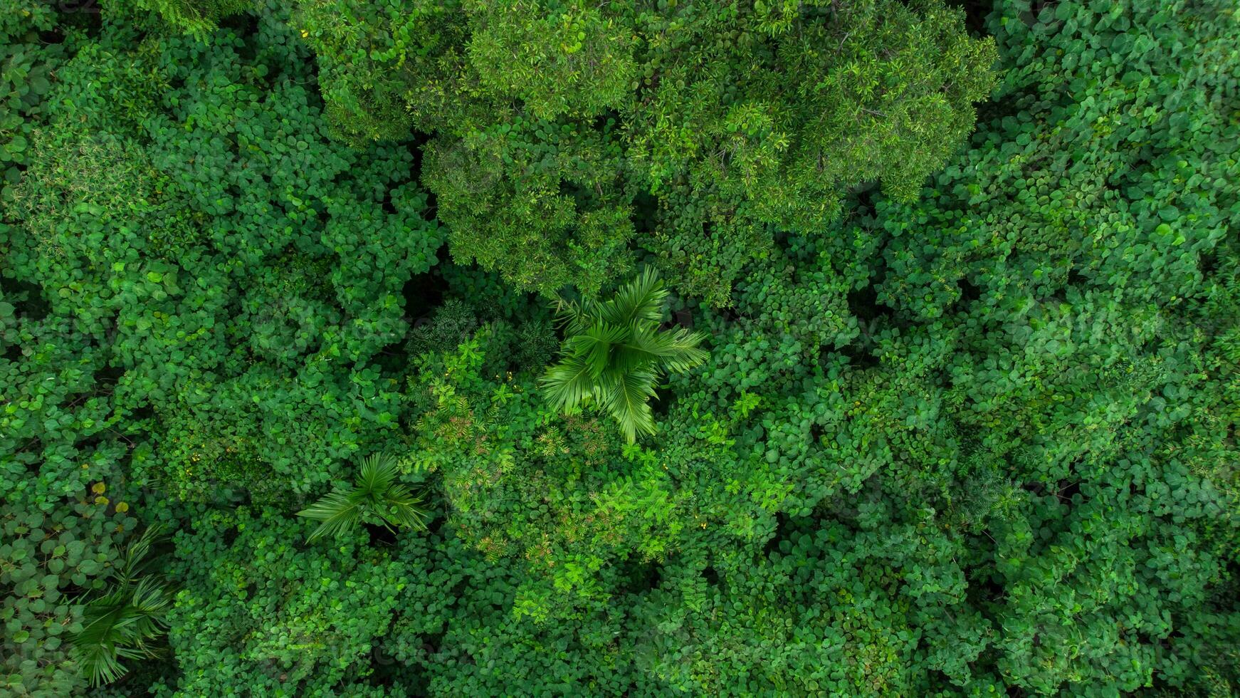 antenne visie foto van landschap groen Woud