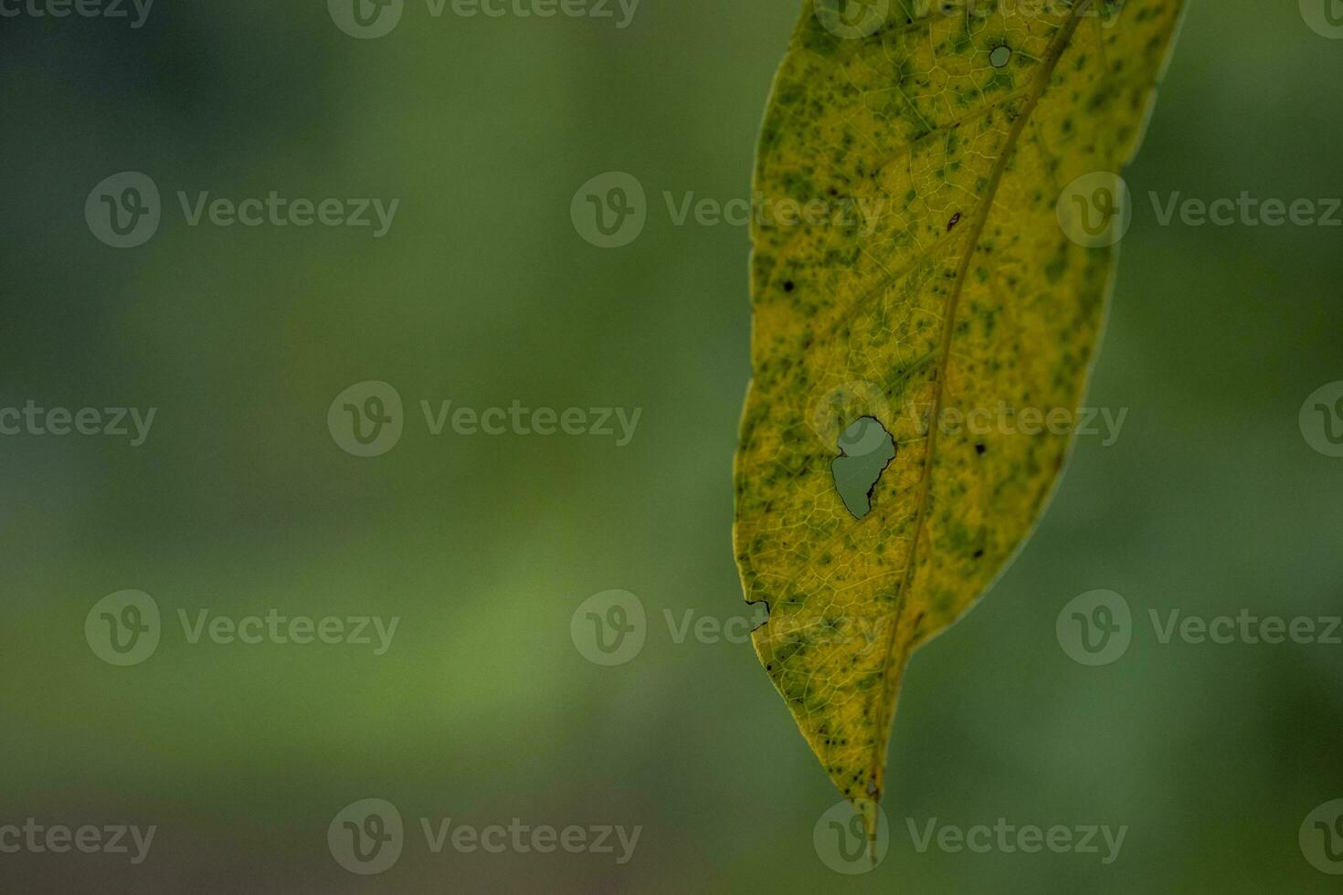 een dichtbij omhoog van een blad met een groen achtergrond foto