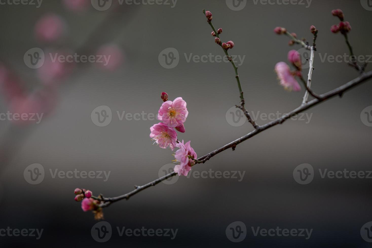 close-up van een roze pruimenbloesem foto