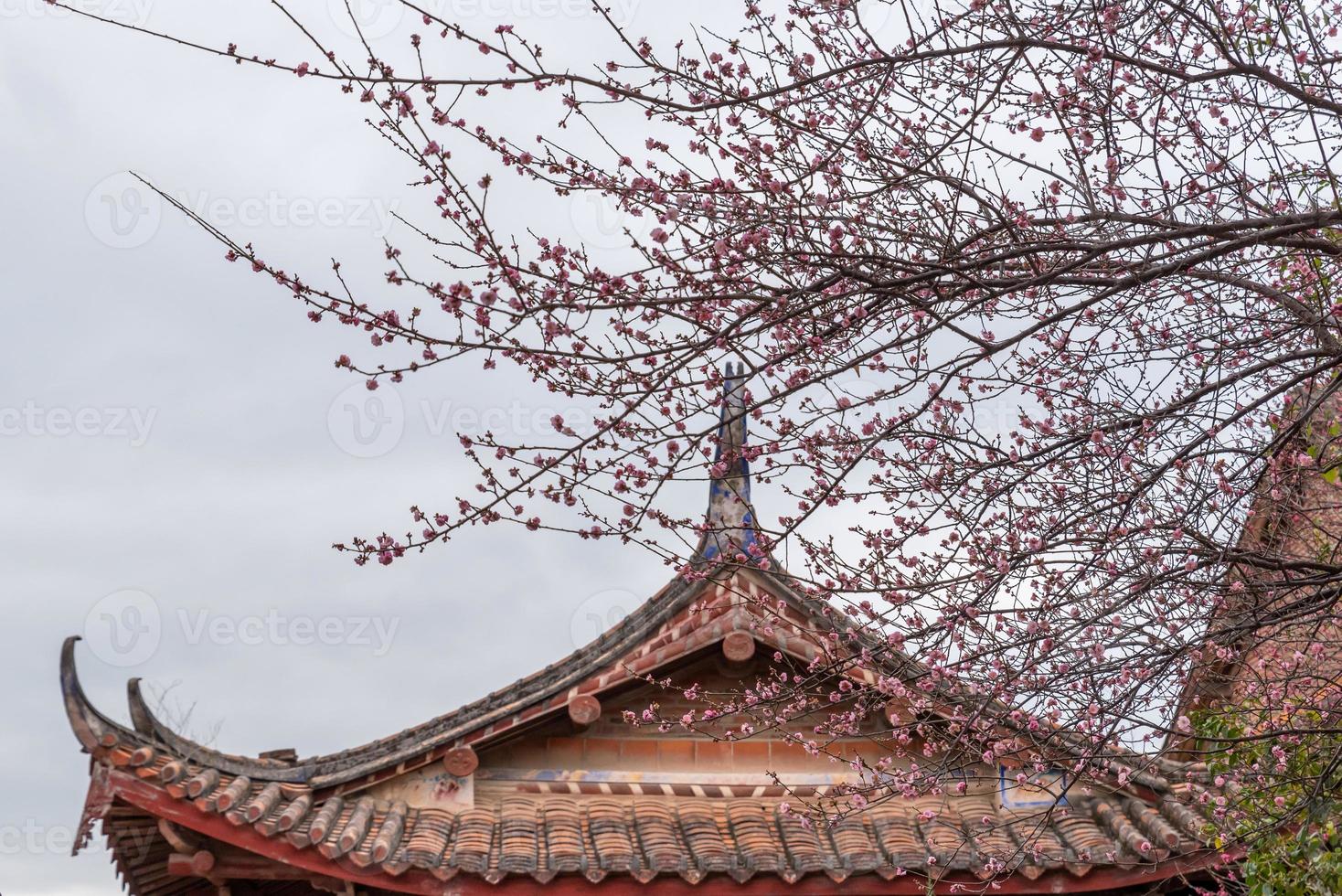 de roze pruimenbloesems in boeddhistische tempels zijn open foto