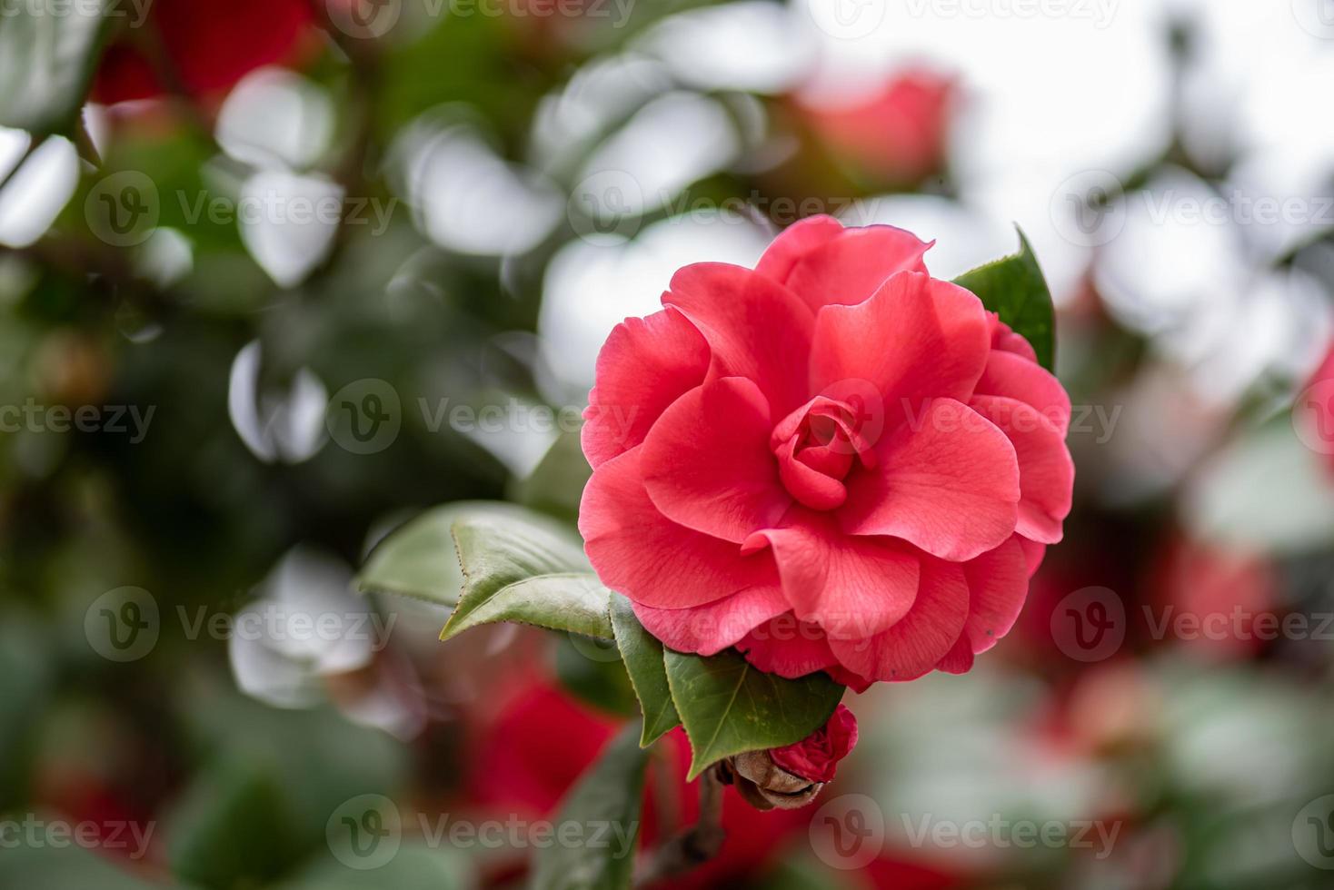 close-up van rode camelia tegen een groene achtergrond foto