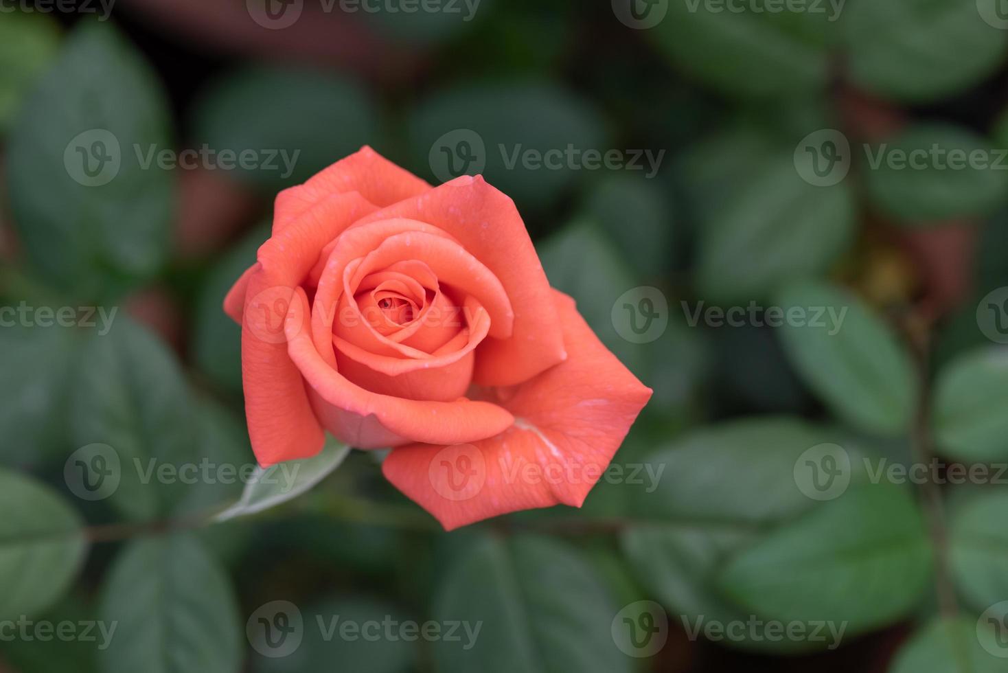 roze rozen op een groene achtergrond foto