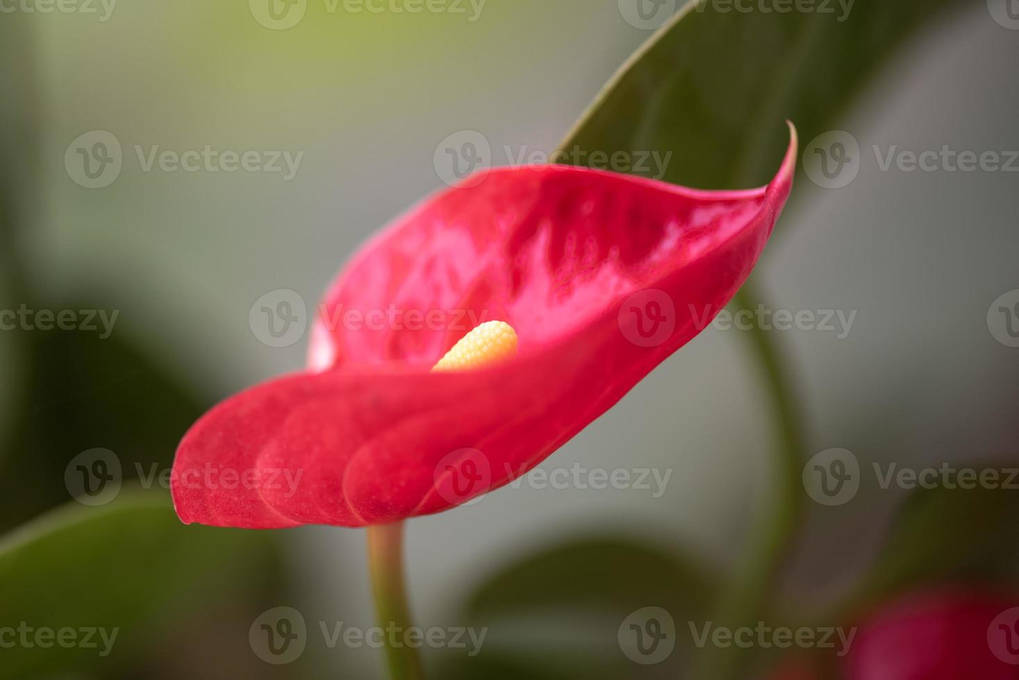 de rode rozen staan in de tuin van het park tegen de groene achtergrond foto