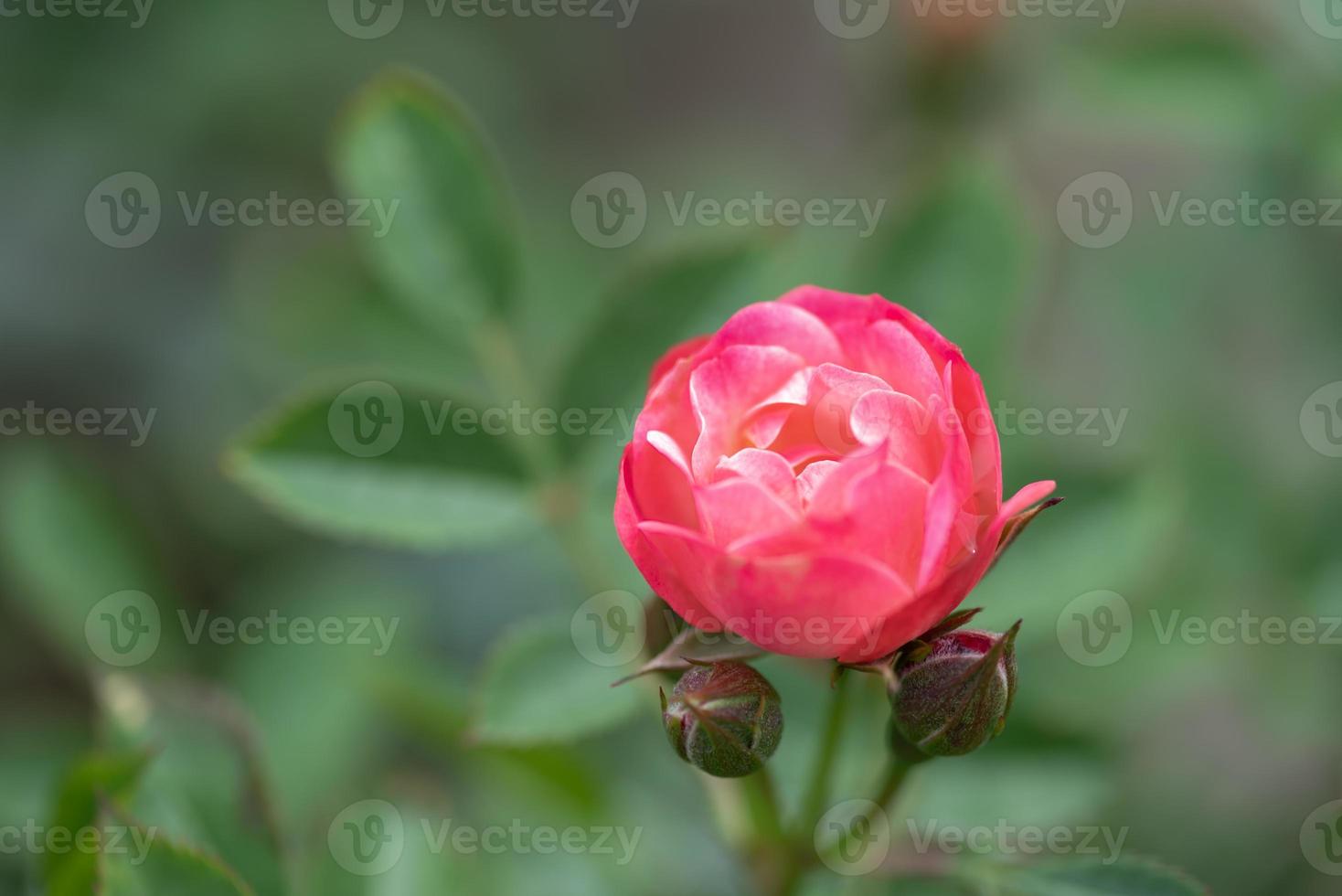 de rode rozen staan in de tuin van het park tegen de groene achtergrond foto