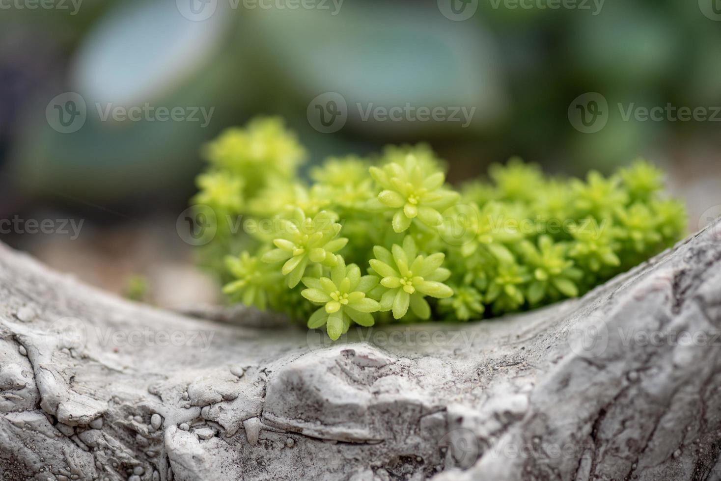 allerlei kleine en mooie vetplanten foto