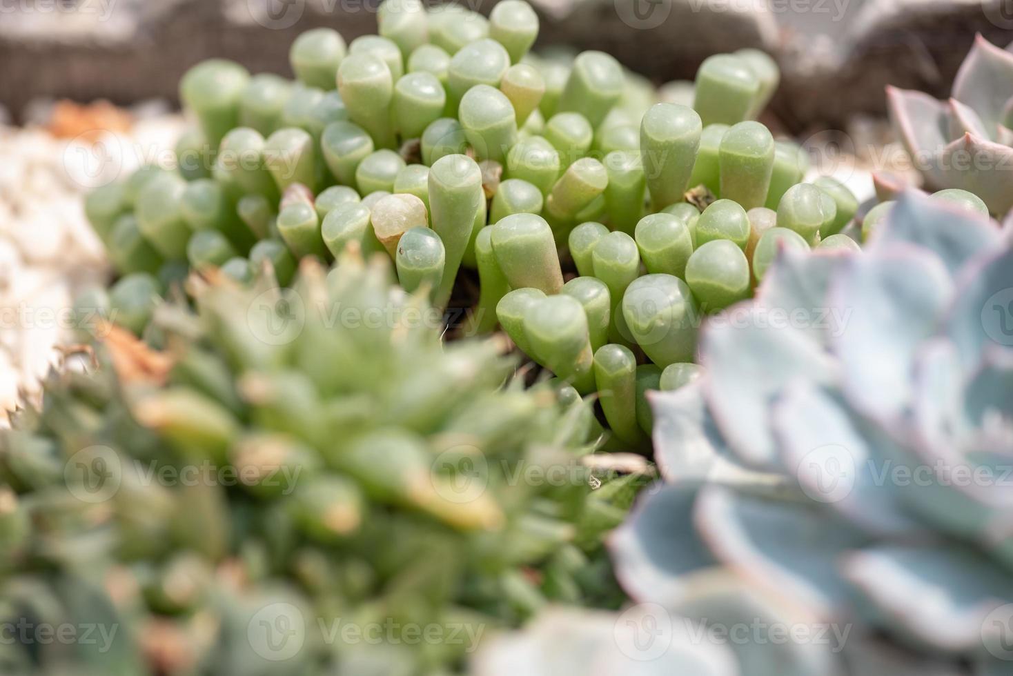 allerlei kleine en mooie vetplanten foto