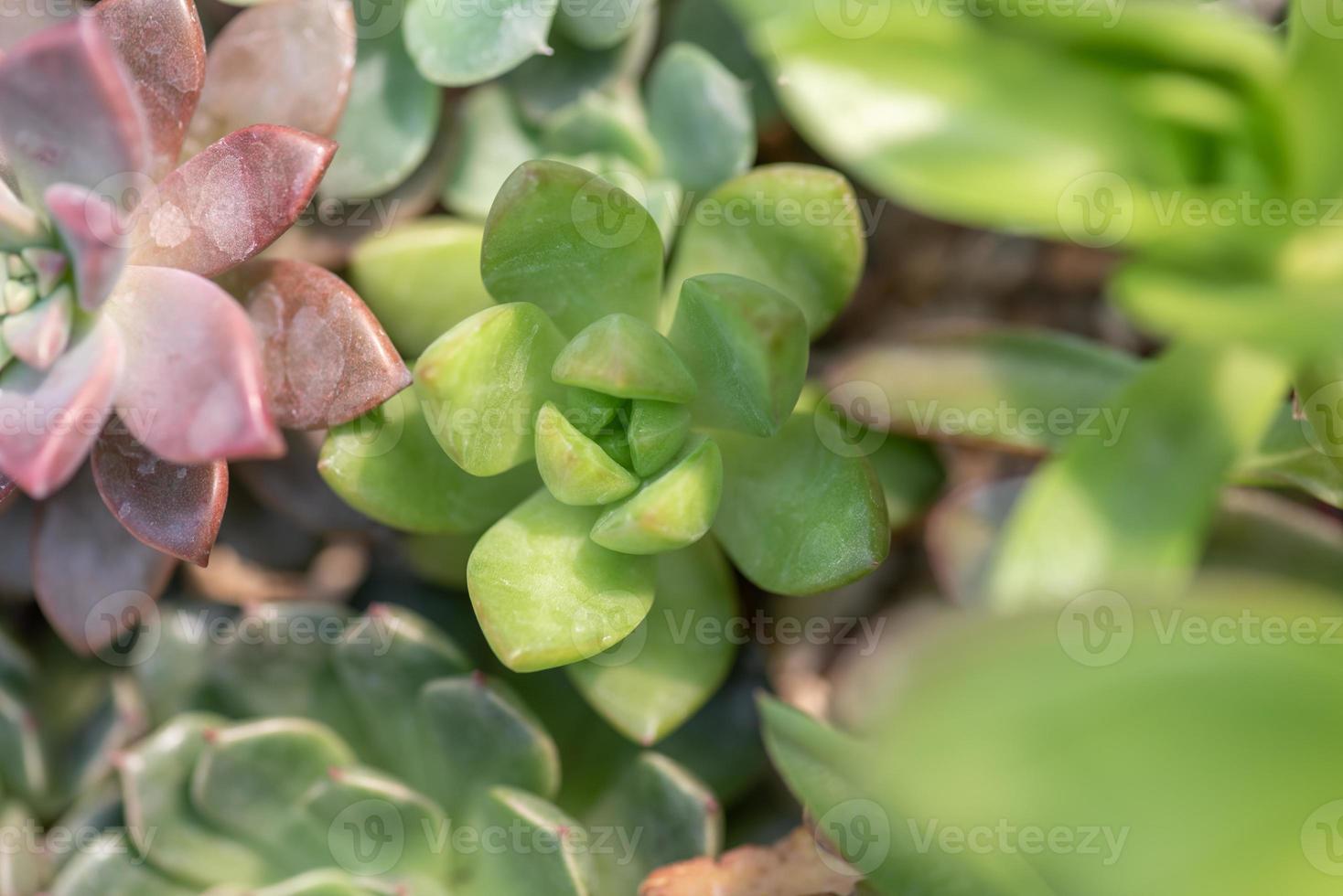 allerlei kleine en mooie vetplanten foto