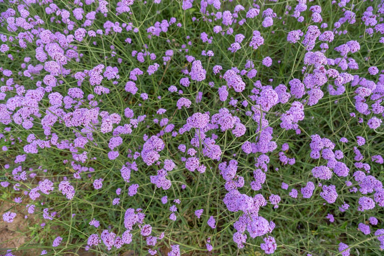 paarse verbena in het veld foto