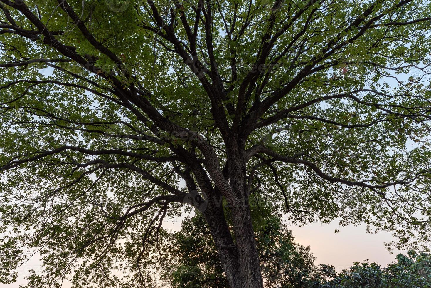 hoge bomen met vreemde blikken in het park foto