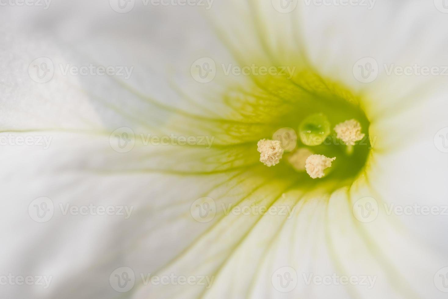 allerlei bloemen in het park foto