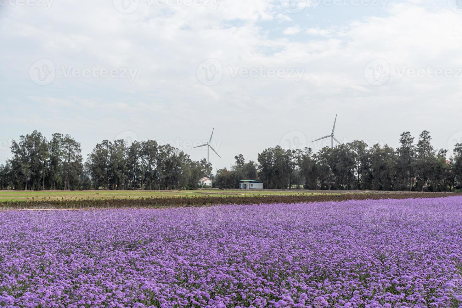 de velden zijn bedekt met paarse verbena en windturbines foto