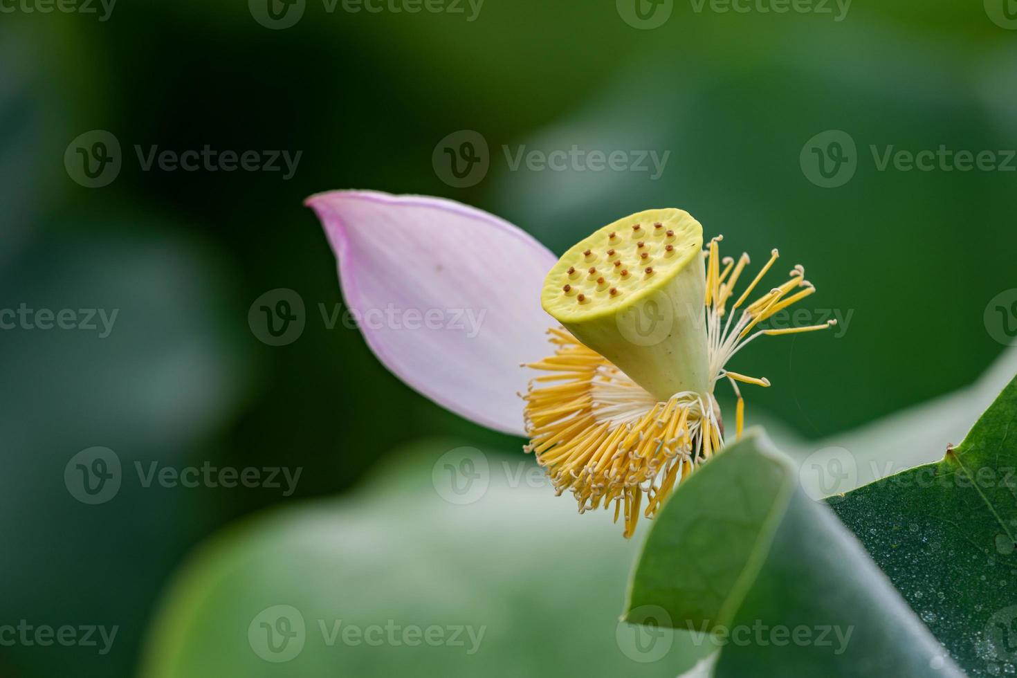 roze lotus in de zomer lotusvijver foto