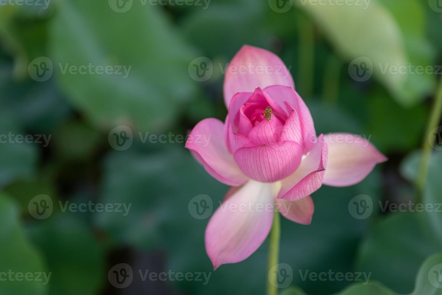 roze lotus in de zomer lotusvijver foto