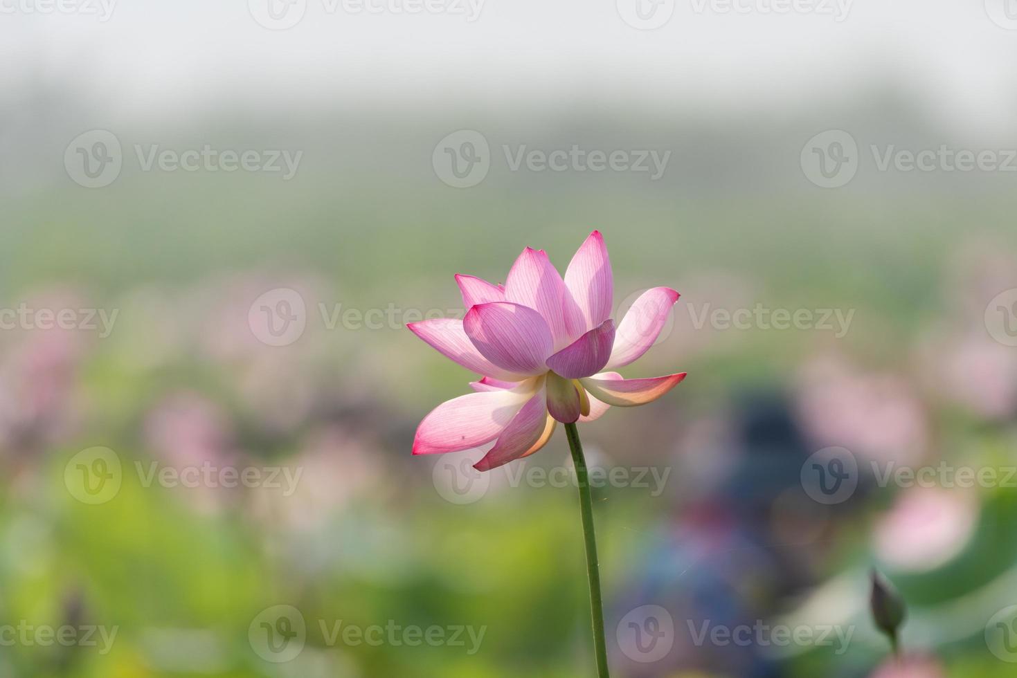 de roze lotus bloeit in de zomer foto