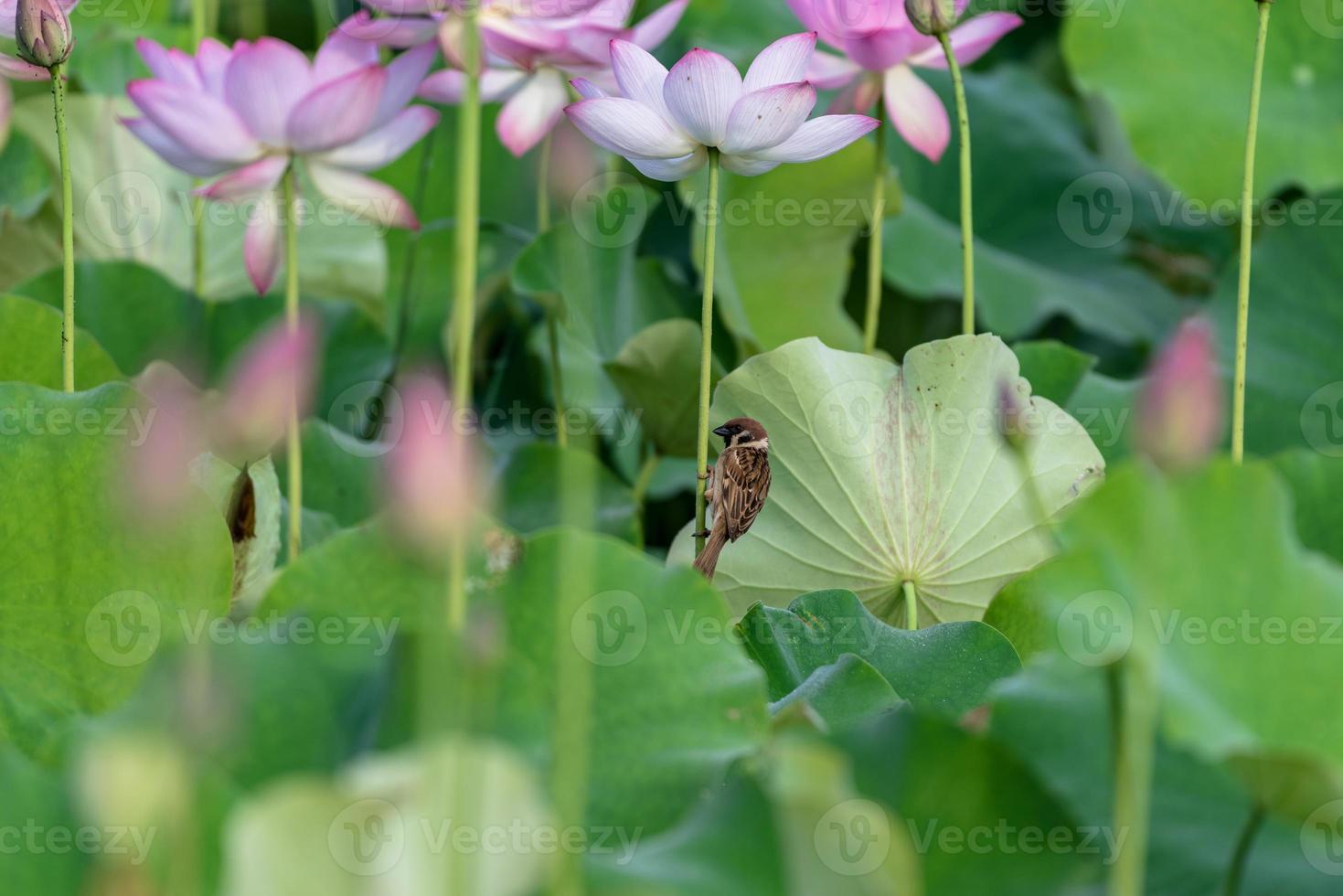 de lotuspaal van de lotus houdt de dieren vast foto