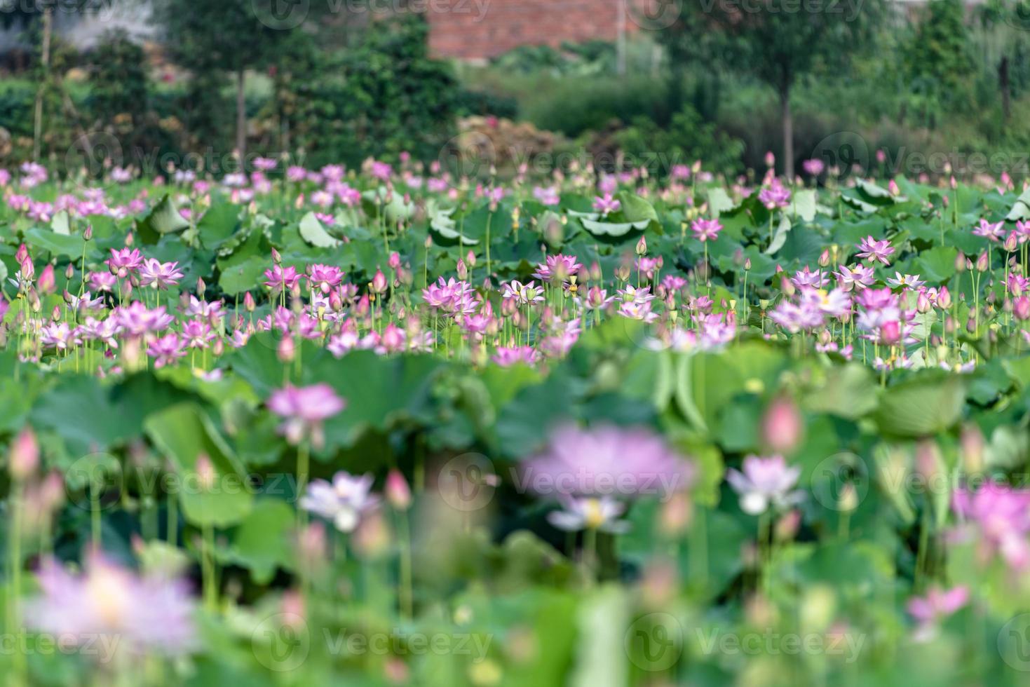 roze lotus en groene lotusbladeren in de lotusvijver op het platteland foto