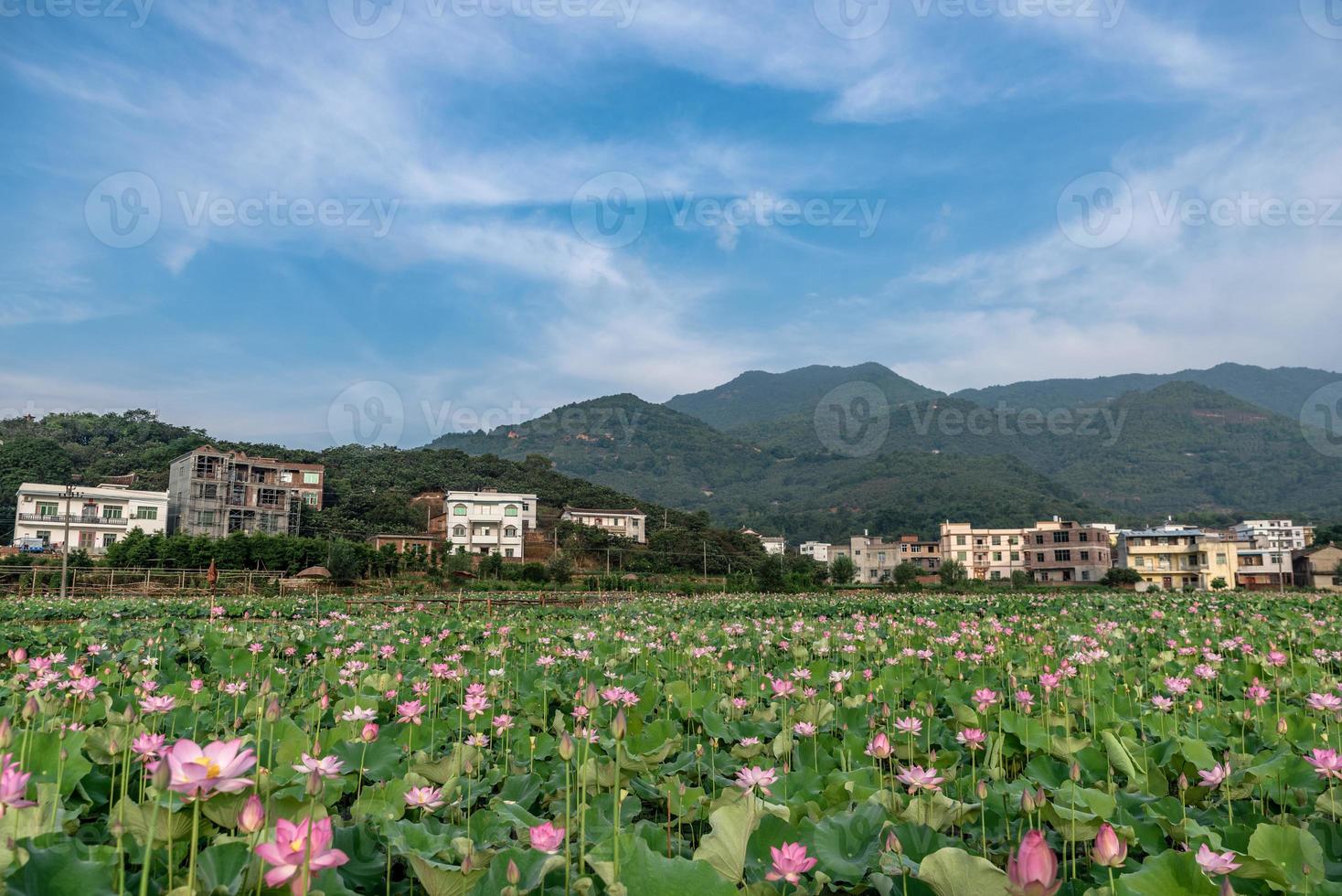 roze lotus en groene lotusbladeren in de lotusvijver op het platteland foto