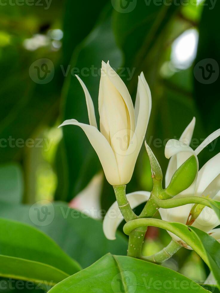 dichtbij omhoog wit chempaka bloem Aan boom met blad achtergrond. foto