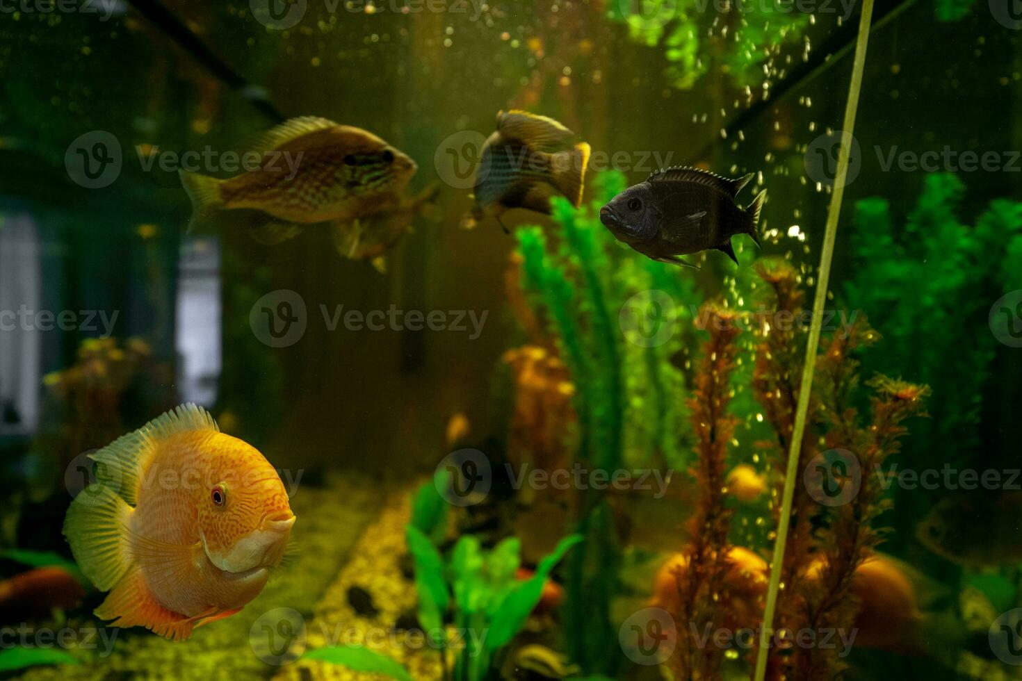 exotisch vis zwemmen in water tussen planten achter glas van aquarium foto