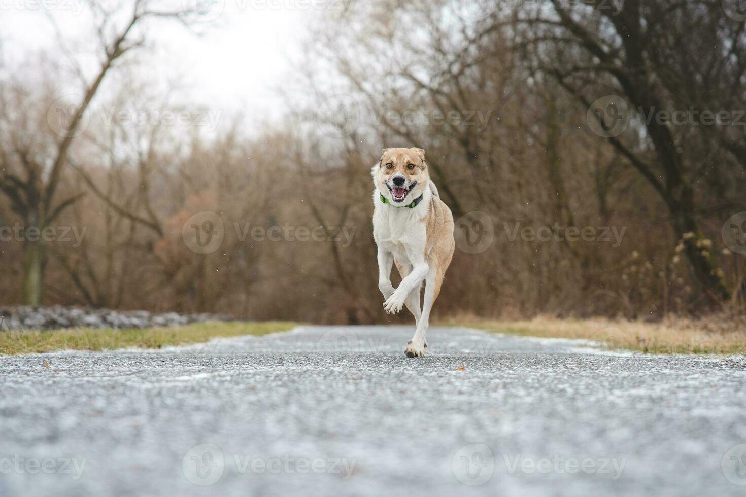 portret van een wit en bruin hond rennen buiten. rennen in de wild grappig keer bekeken van vierpotig huisdieren foto