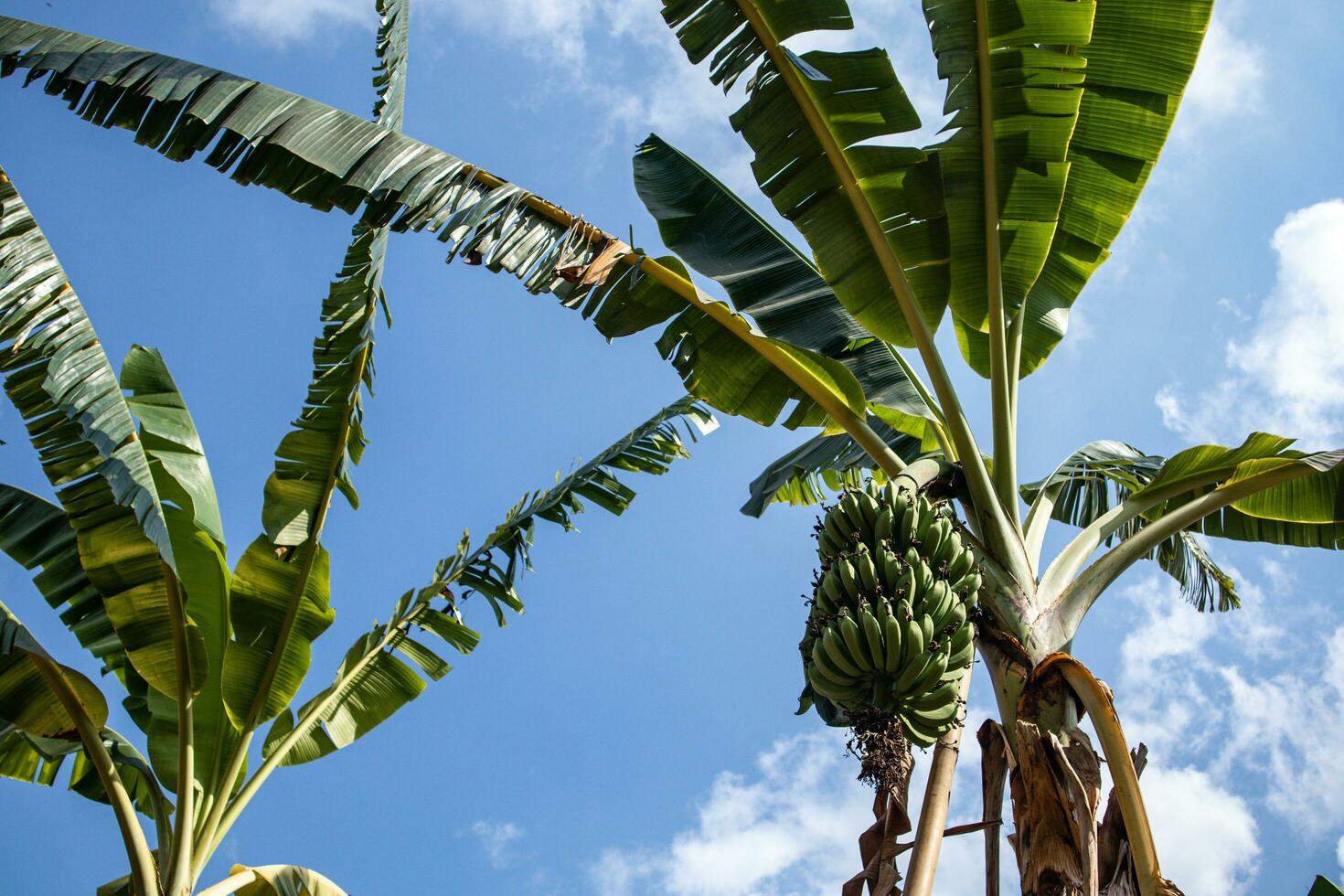 banaan boom met een bundel van groeit bananen Aan blauw lucht achtergrond foto