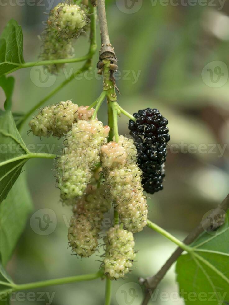 vers biologisch moerbei foto