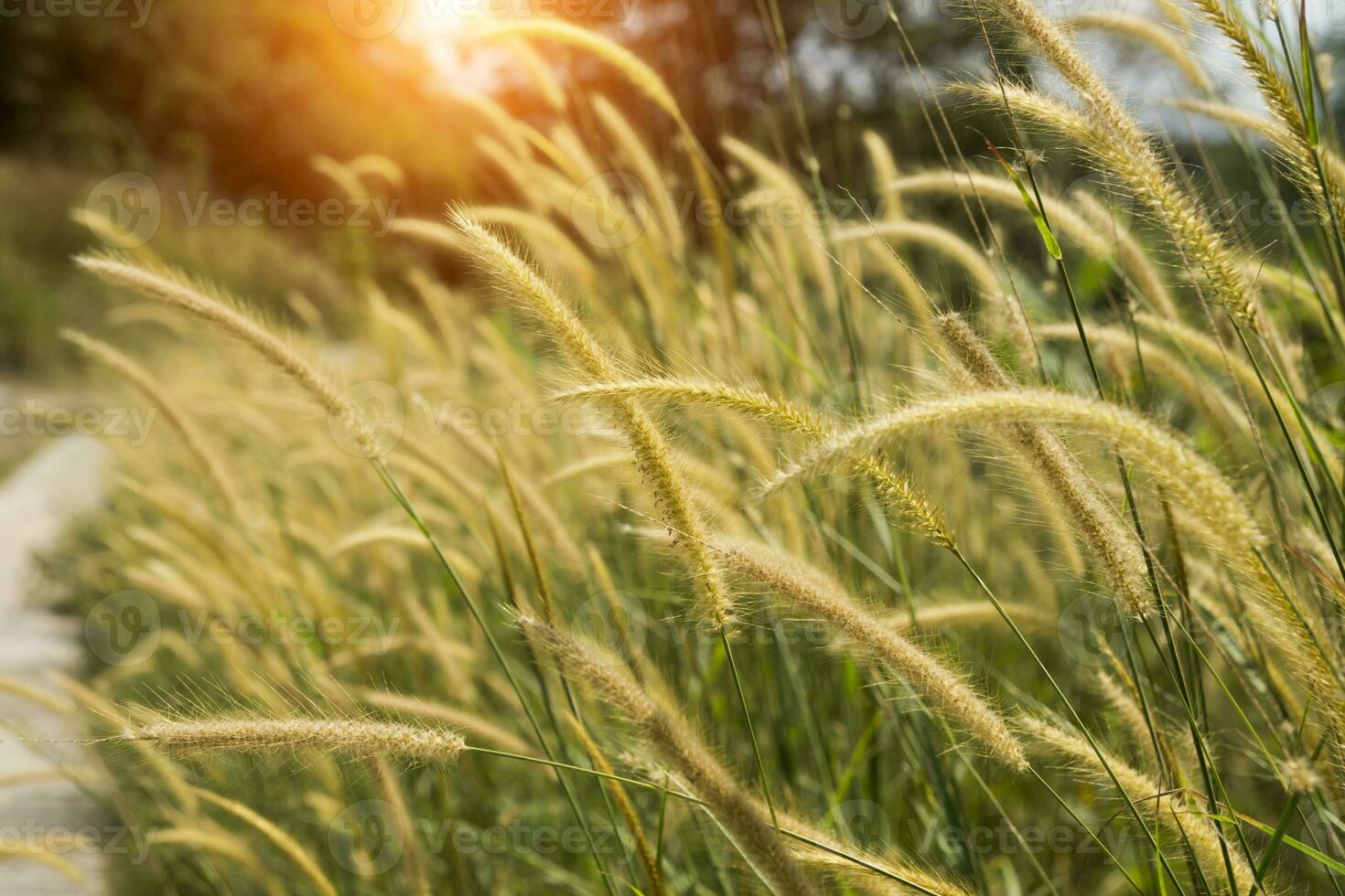 geel bloem gras gevolg zonlicht. foto