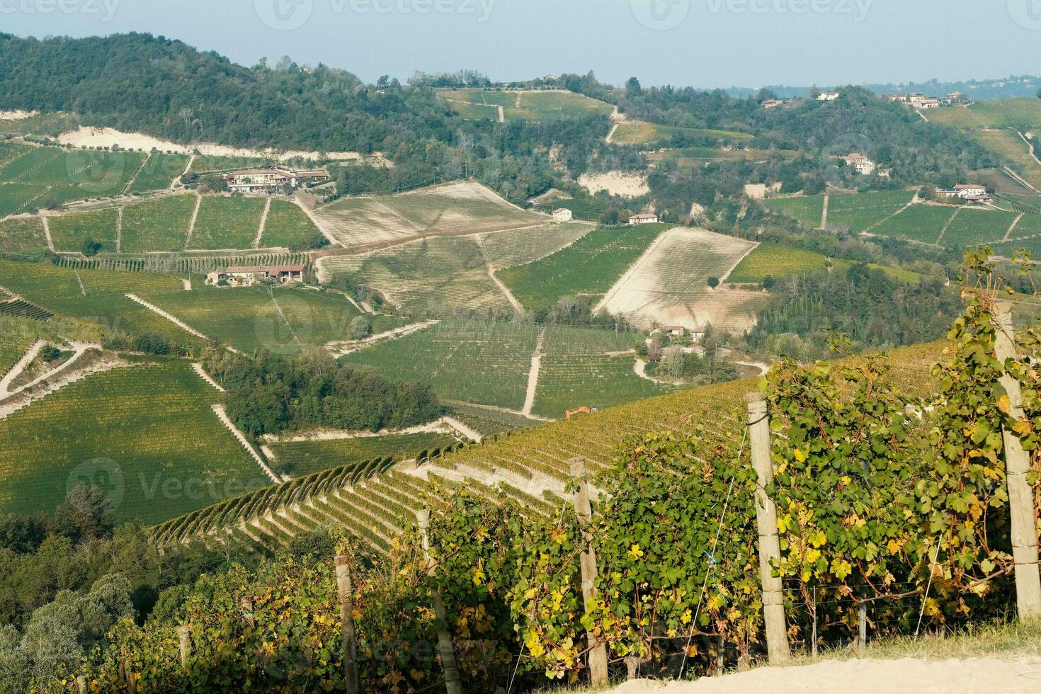 landschappen van de piemontese langhe. de wijngaarden van serralunga d'alba in de herfst van 2023, direct na de druif oogst foto