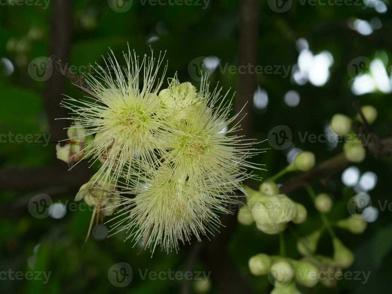 de bloem van roos appel Aan boom. foto