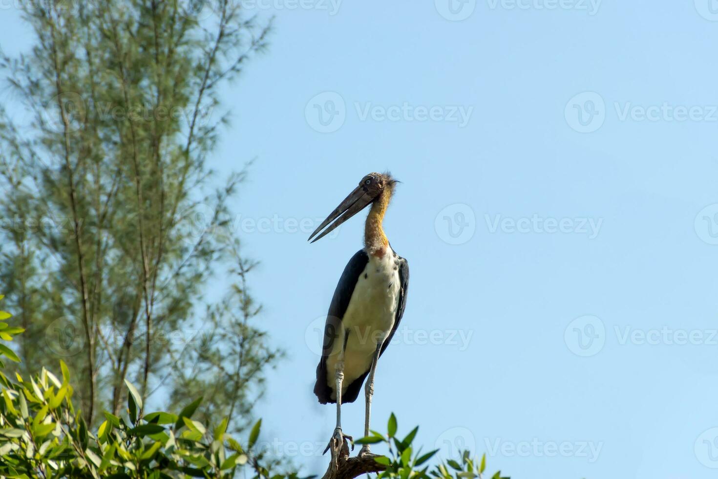 behoud van vogelstand Aan de boom. minder adjudant ooievaar foto