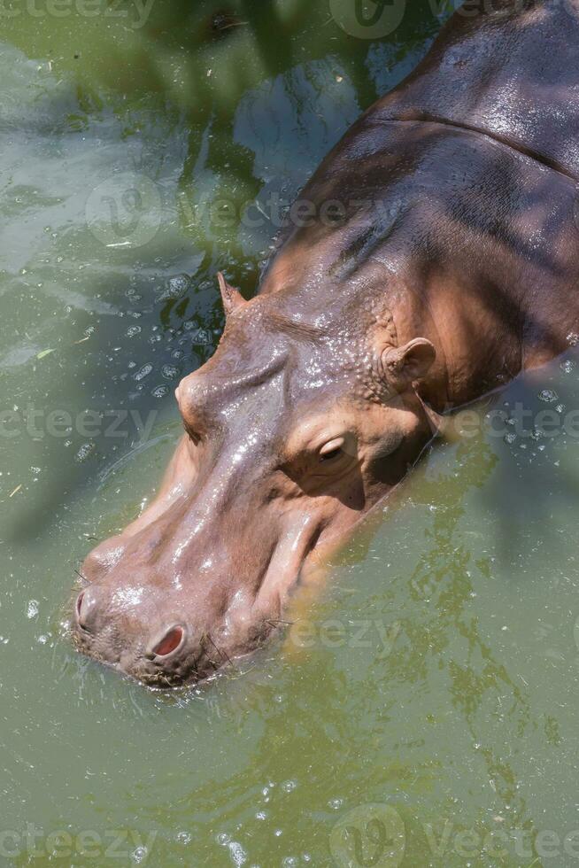 top visie van nijlpaard in de water. foto