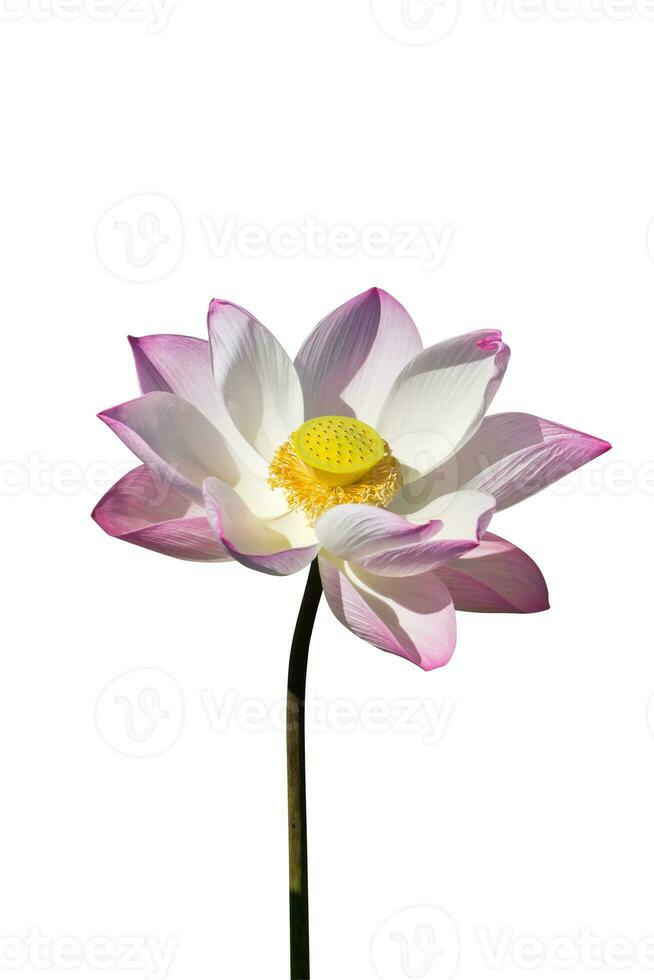 roze en wit lotus bloem bloeiend in de natuur. foto