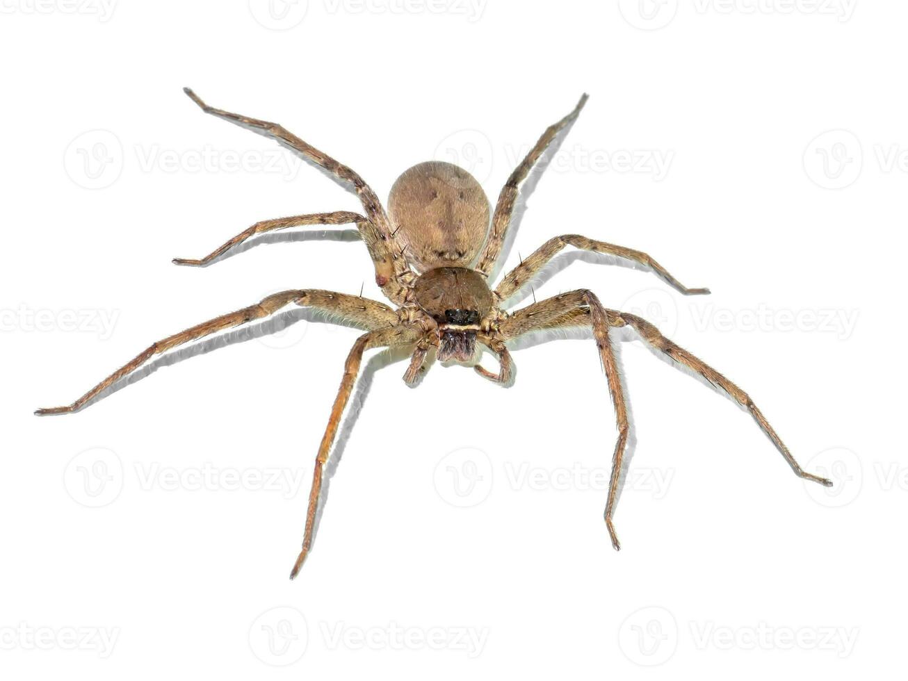 bruin spin zijn zwanger Aan de muur. foto