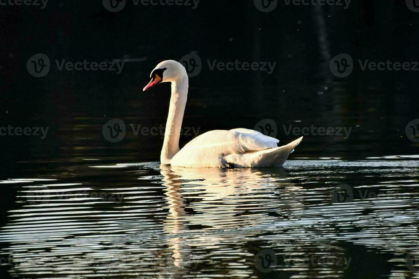 een zwaan zwemmen in de water Aan een meer foto