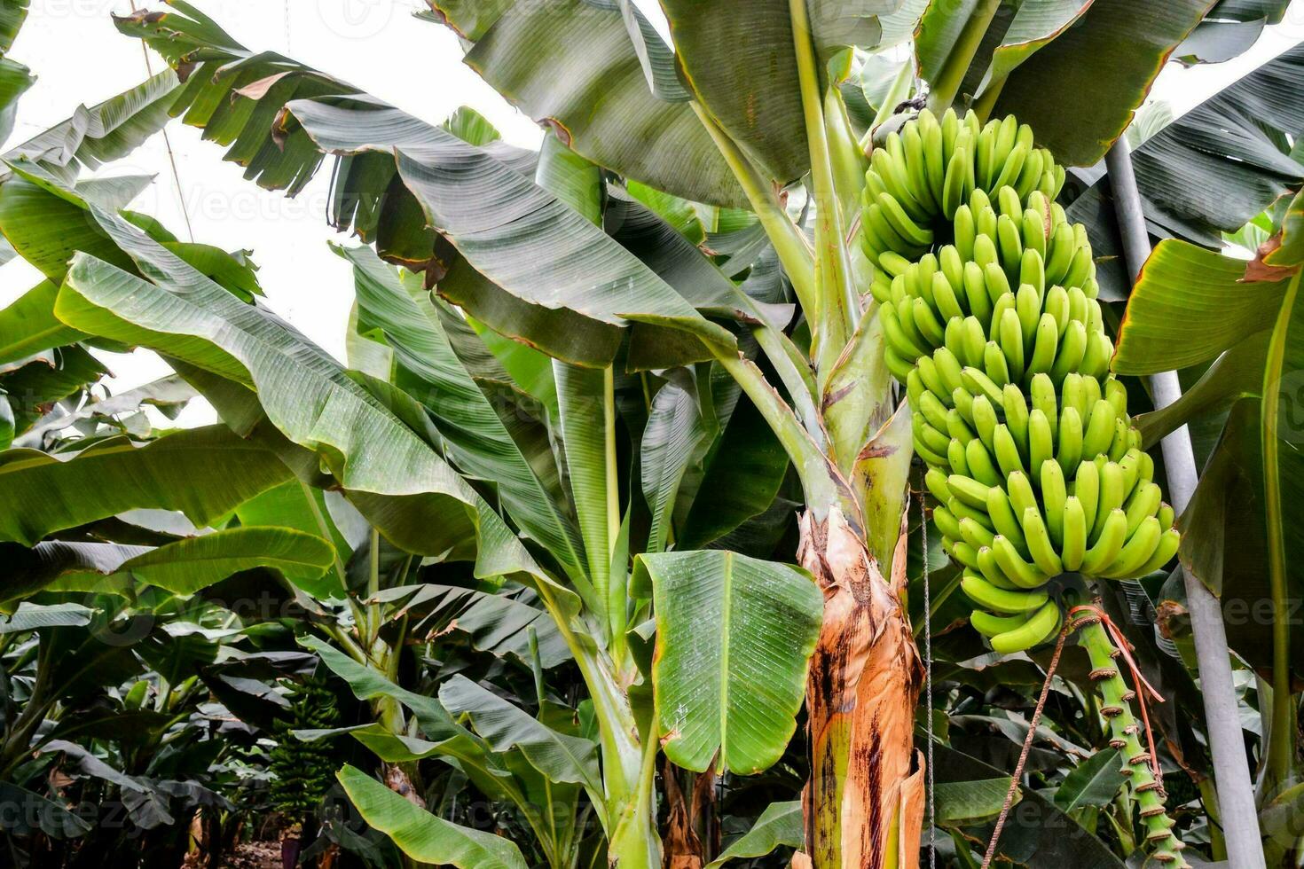 een banaan boom met veel trossen van bananen foto