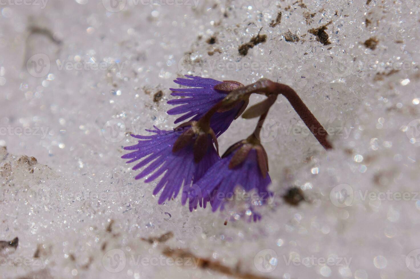 een Purper bloem groeit in de sneeuw foto